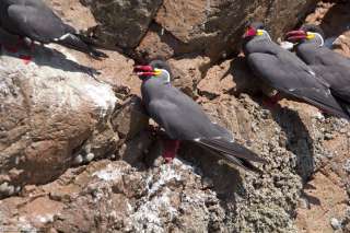 Paracas National Reserve