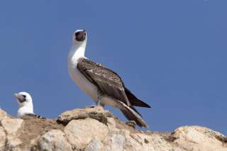 Paracas National Reserve