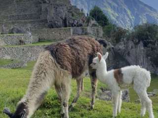 Aguas Calientes - Machu Picchu - Cusco