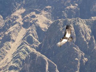 condors at Colca canyon