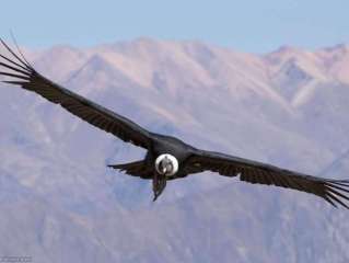 Colca Canyon - Cruz del condor - Coporaque