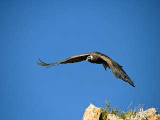 Canyon de Colca, Cruz del Condor y Puno