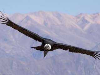 Colca canyon - On road to meet the Andes King!