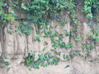 Colpa Guacamayo.