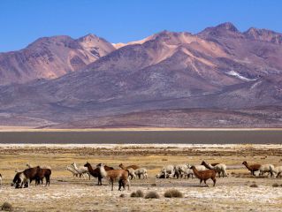 Salida para el cañón del Colca