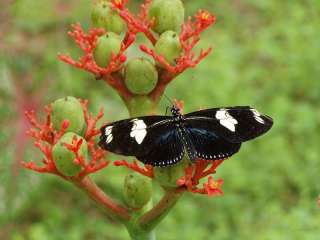 Exploration of the Amazon, its fauna and flora