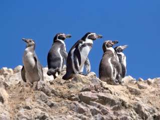 Islas Ballestas