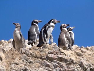 Islas Ballestas