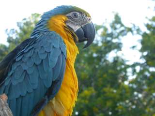 Lago Salvador - Colpa Guacamayo