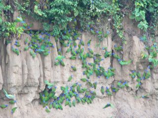 Puerto Maldonado / Lima
