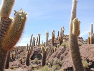 Salar de Uyuni