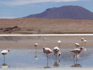 Lípez del Sur y del Norte