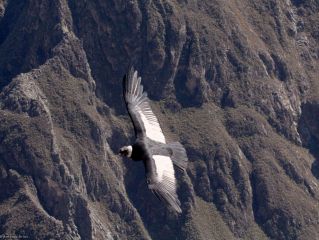 Trekking en el Cañón del Colca