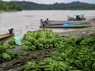 Visita Amazonia 