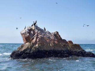 Visita de las Islas Ballestas y salida hacia Nazca