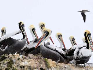 Visita de las islas Ballestas y viaje a Nasca