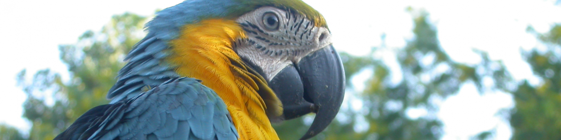 Cumaceba Amazon Lodge