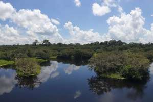 Reserva Pacaya Samiria 