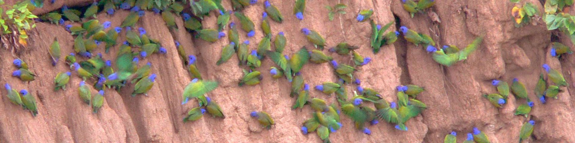 Estadía en los árboles de la Amazonía.