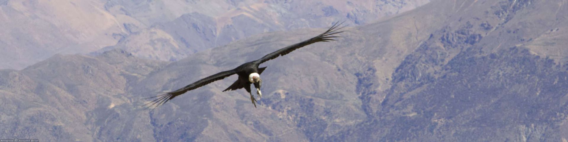 Colca Canyon