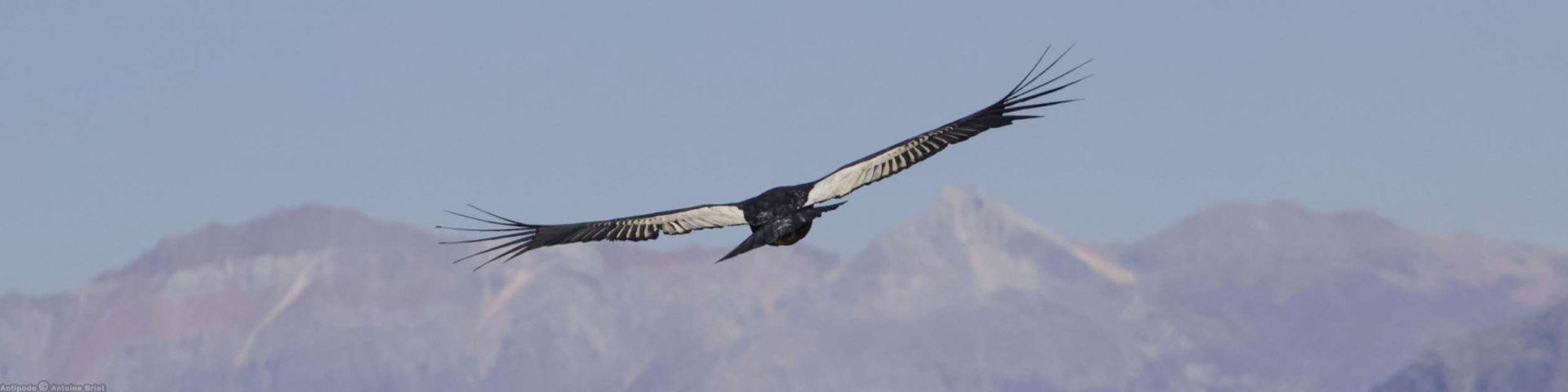 Cañon del colca