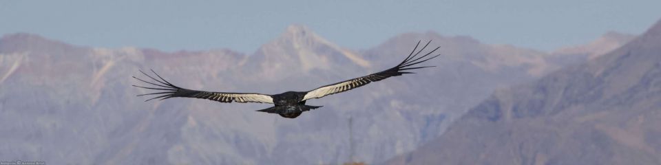 Colca Canyon