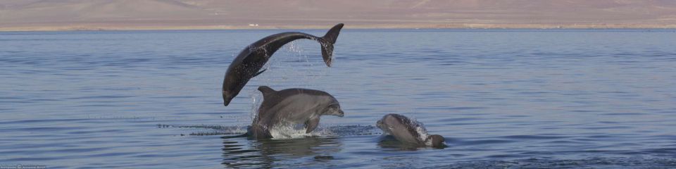 Islas ballestas