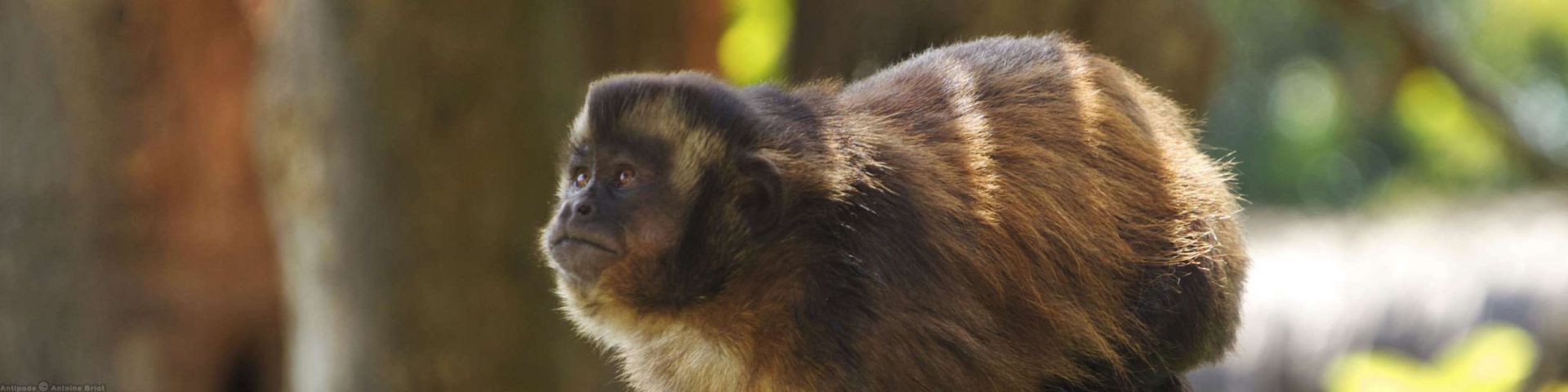 Selva peruana