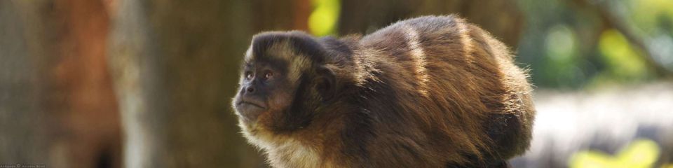 Selva peruana