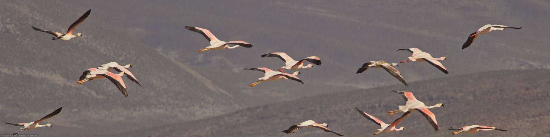Lagunas Salinas | Arequipa