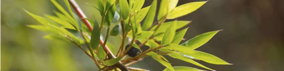 Naturaleza y vida silvestre