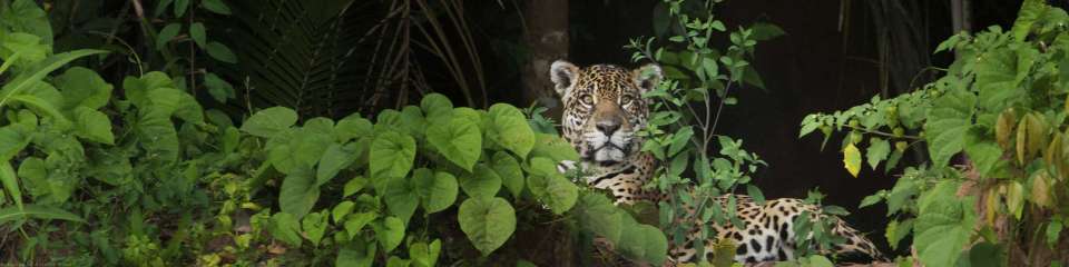 Naturaleza y vida silvestre