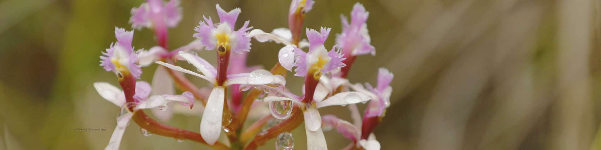 Naturaleza y vida silvestre