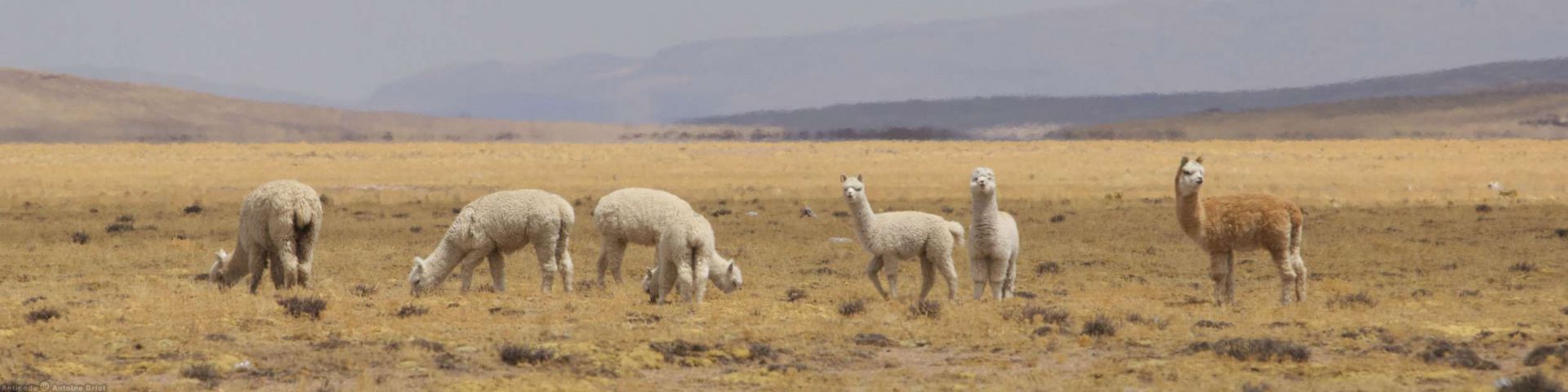 Salinas Aguada Blanca