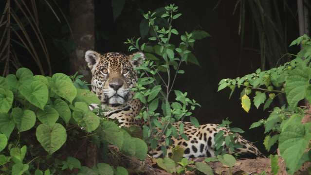 Recorridos por la naturaleza y observación de la vida silvestre | Viajes en Perú | Antipode